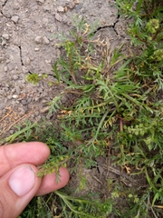 Lepidium strictum