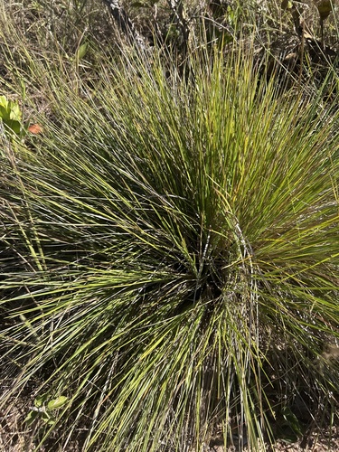 Homolepis longispicula