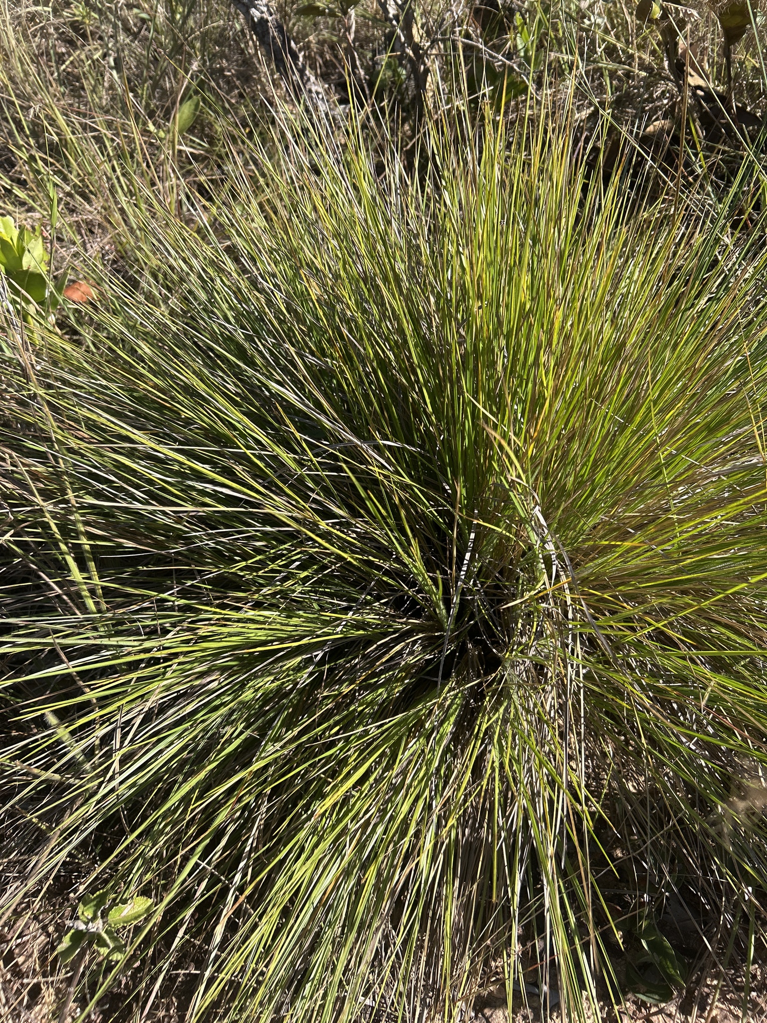 Homolepis longispicula