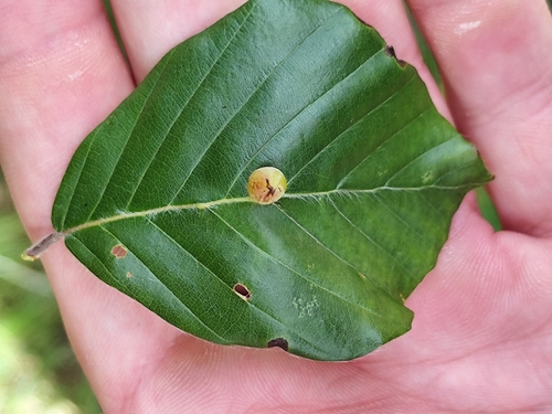 Beech Gall Midge