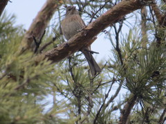 Emberiza leucocephalos