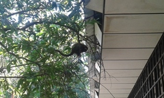 Plecturocebus ornatus