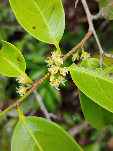 Chaetocarpus echinocarpus, 2026-02-27