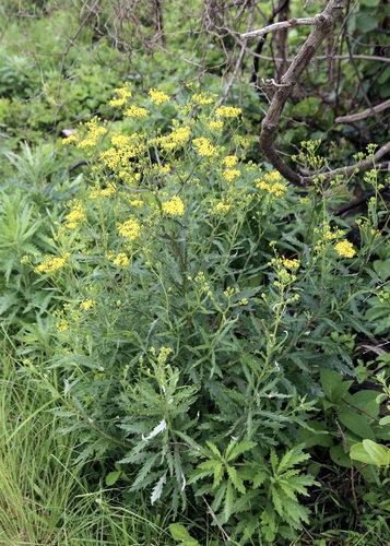 Senecio polyanthemoides, photograph 5