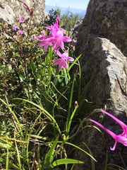 Radinosiphon leptostachya