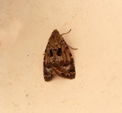 Heliothis cystiphora