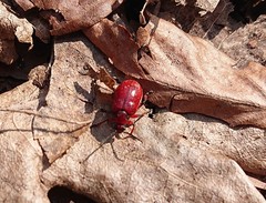 Lilioceris merdigera