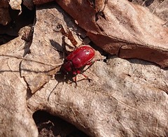 Lilioceris merdigera