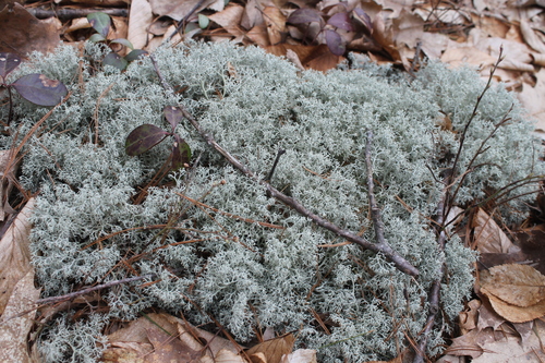 gray reindeer lichen