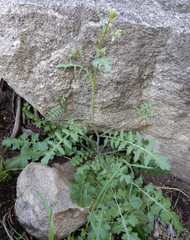 Dryopetalon runcinatum