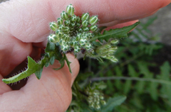 Dryopetalon runcinatum