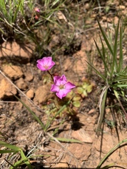 Drosera dielsiana