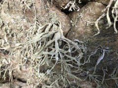 Ramalina siliquosa