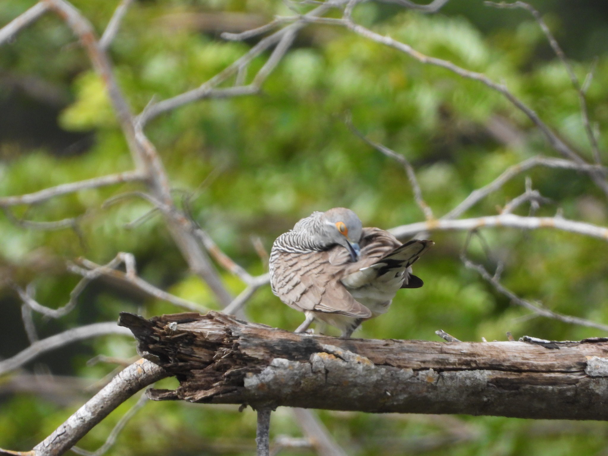 Barred Dove (Geopelia maugeus), photo 10