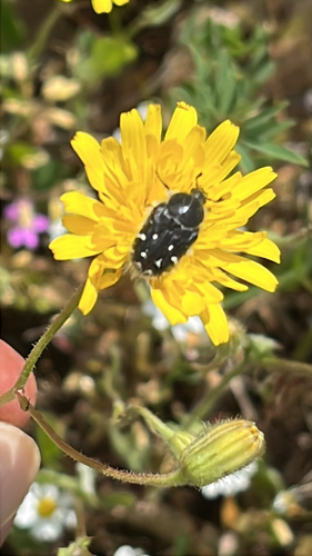 Apple Blossom Beetle