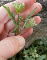 Dryopetalon runcinatum