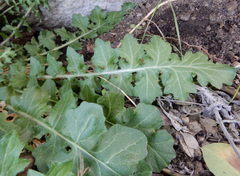 Dryopetalon runcinatum