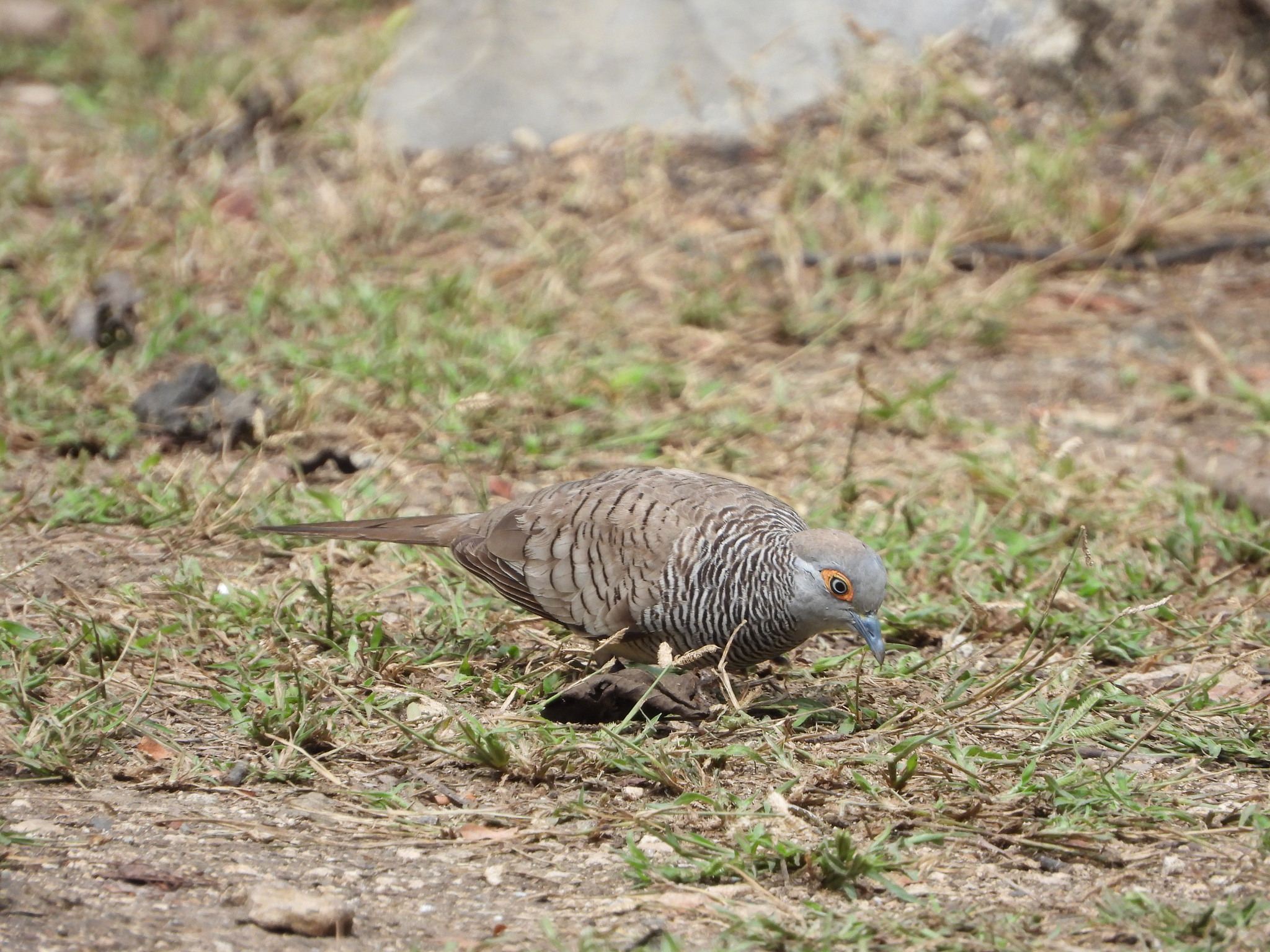 Barred Dove (Geopelia maugeus), photo 8