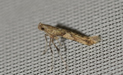 Caloptilia honoratella