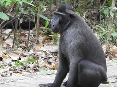 Macaca nigra