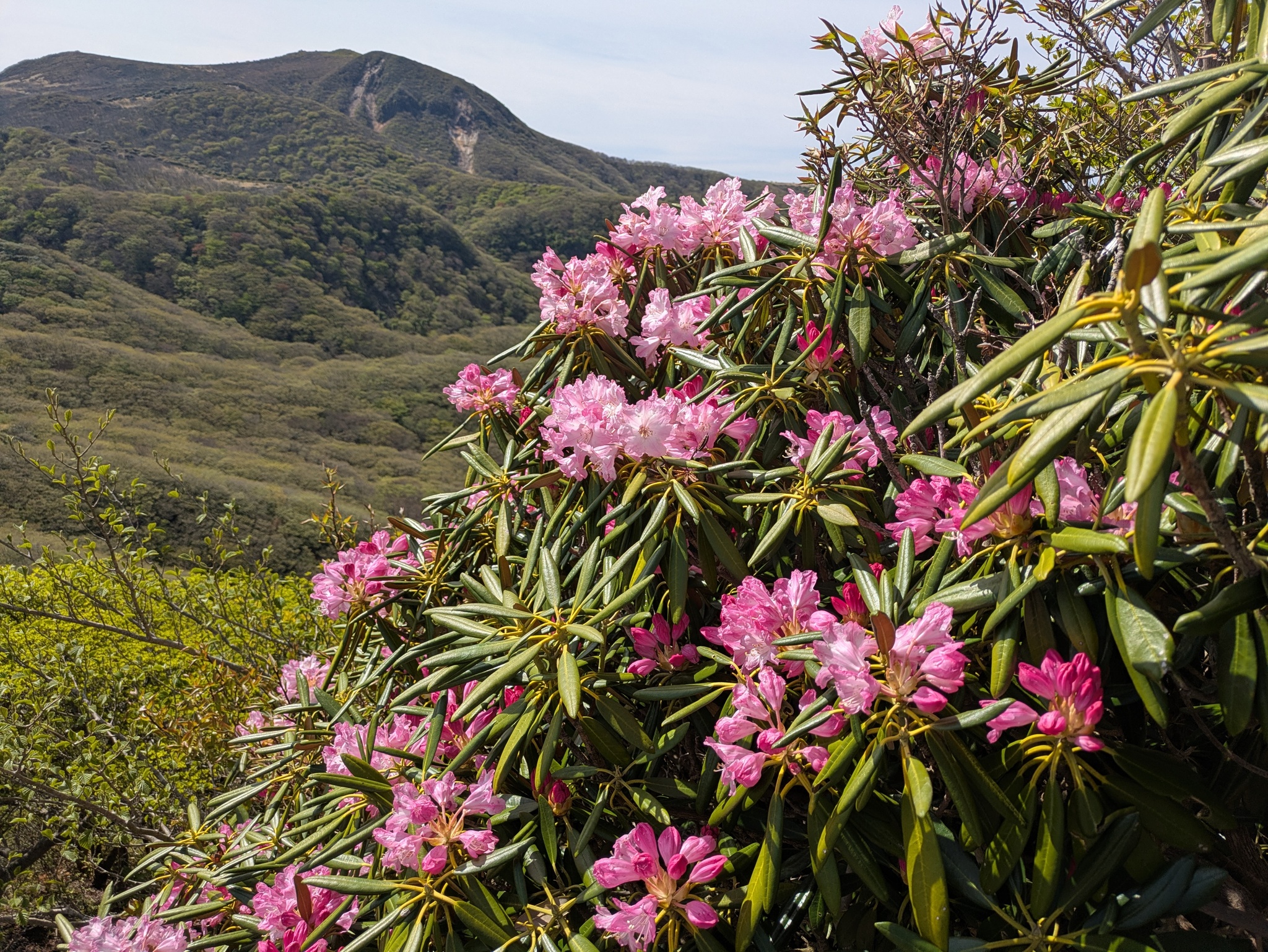 Rododendro