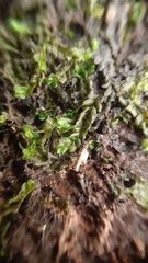 Chiloscyphus polyanthos