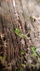 Chiloscyphus polyanthos