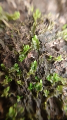 Chiloscyphus polyanthos