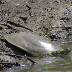 Apalone spinifera pallida