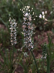 Plantago aristata