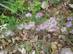 Mimosa borealis