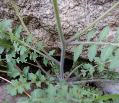 Dryopetalon runcinatum