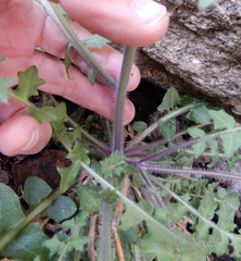 Dryopetalon runcinatum