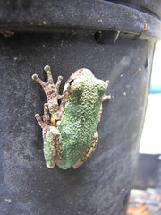 Hyla versicolor