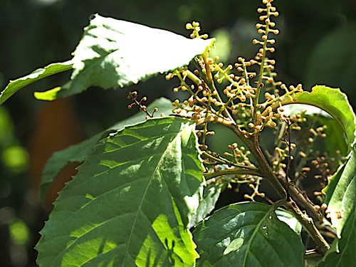 Maesa indica observed 2026-04-08