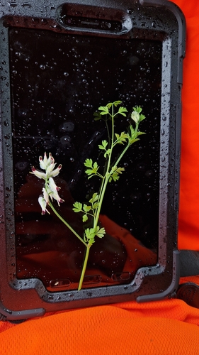 white ramping-fumitory