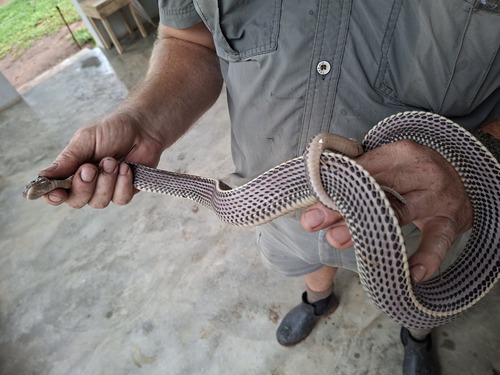 Cape File Snake