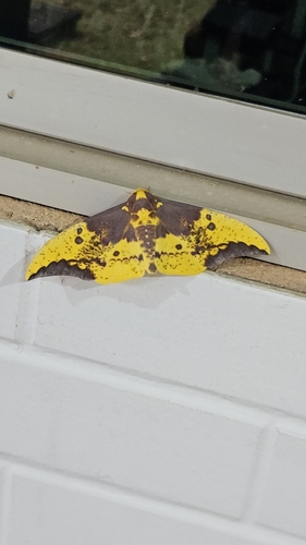 Imperial Moth