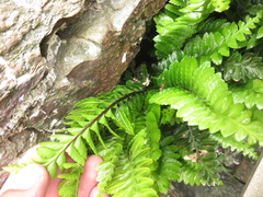Asplenium marinum