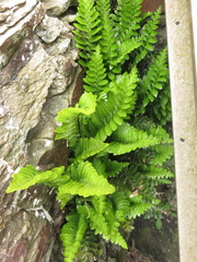 Asplenium marinum