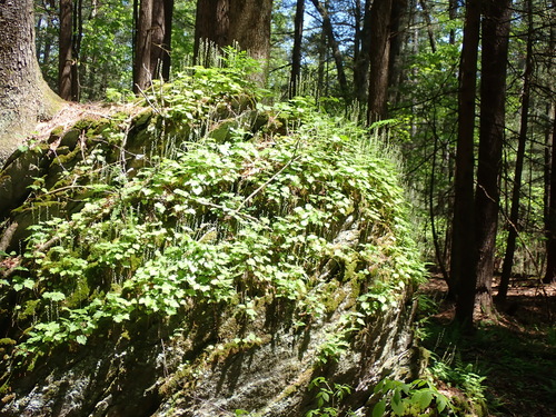 Navin Trail