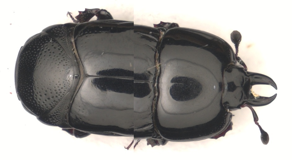 Hololepta cubensis