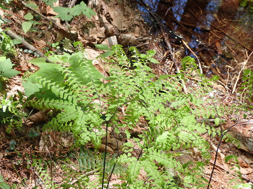 northern maidenhair fern