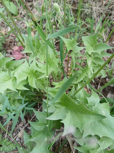 Hyoseris radiata, photograph 1