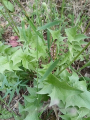 Hyoseris radiata