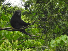 Macaca hecki