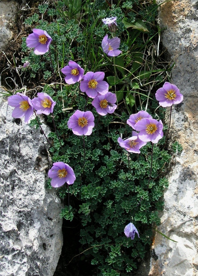 Paraquilegia microphylla