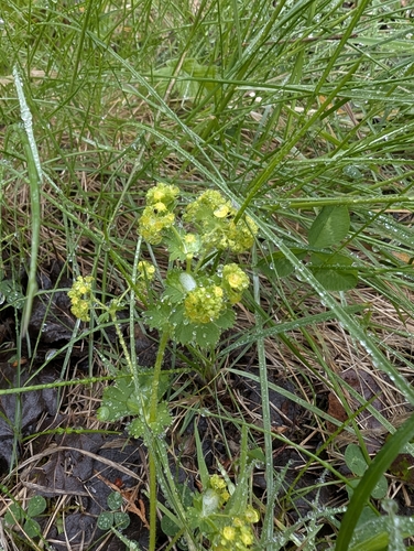 Alchemilla vulgaris, photograph 6
