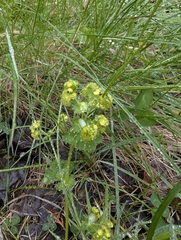 Alchemilla vulgaris, photograph (c) Sinclair Laing, some rights reserved (CC BY)