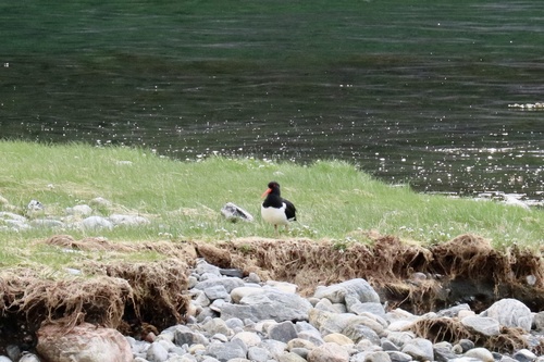Eurasian Oystercatcher